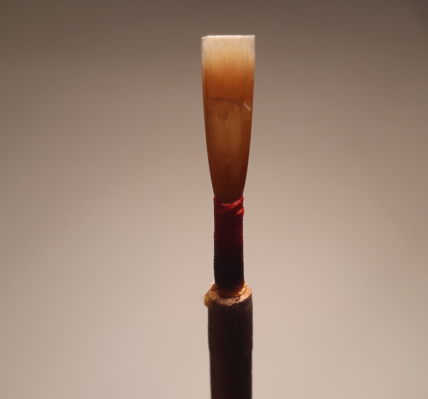 student oboe reed backlit