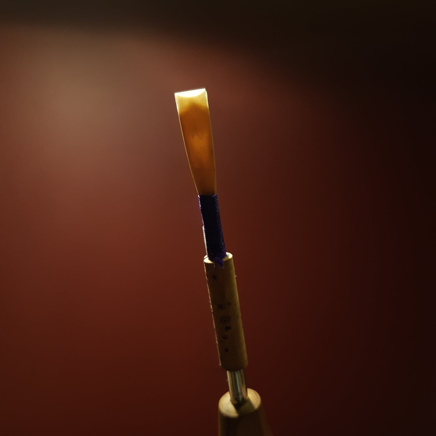 oboe reed, backlit