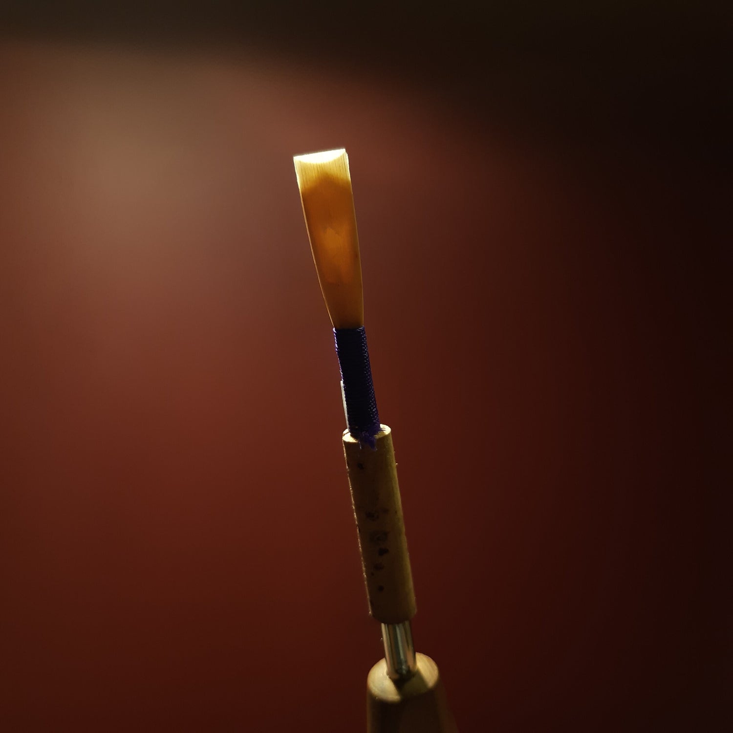 oboe reed, backlit